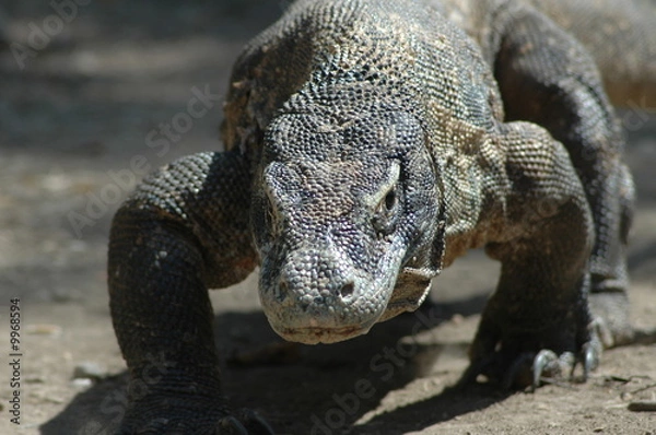 Obraz Varan du Comodo