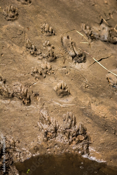 Fototapeta Otter (Lutra lutra) tracks by the River Avon. Footprints of an elusive mammal on a river bank
