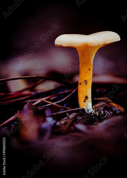 Obraz setas silvestres en el bosque