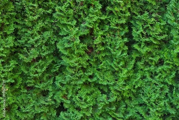 Obraz A beautiful hedge of thuja trees. Thuja hedge. Seamless texture of green natural background. Thuja texture.