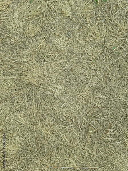 Obraz Sun-faded dry grass, hay, natural ornament, pattern made by nature