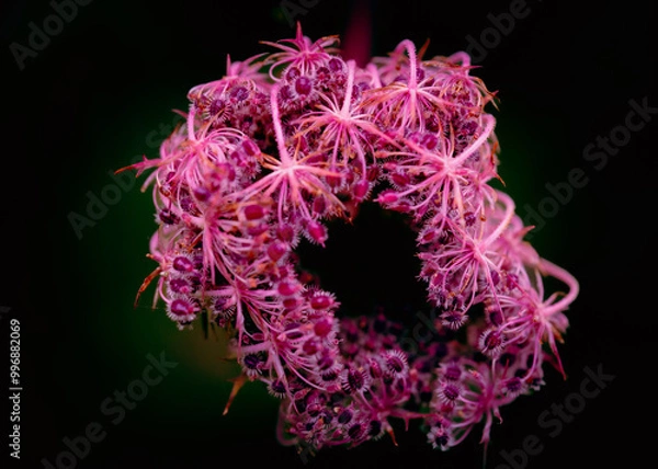 Obraz flores del bosque en otoño