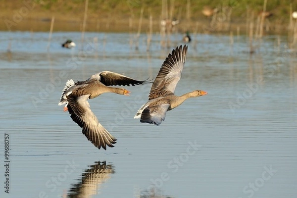 Obraz Wild goose (anser anser)