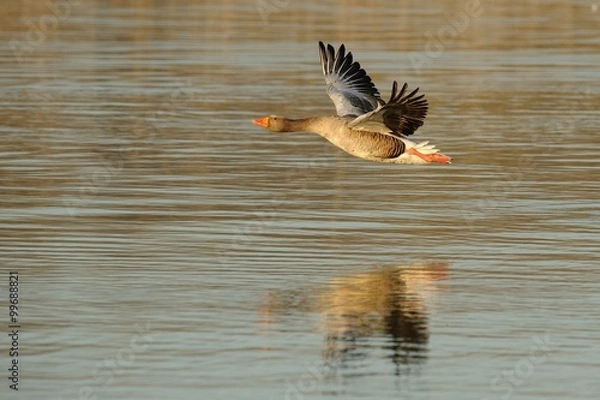 Obraz Wild goose (anser anser)