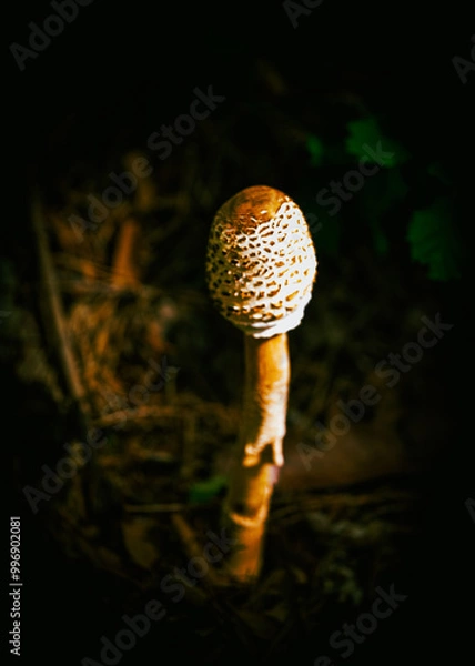 Obraz setas en el bosque