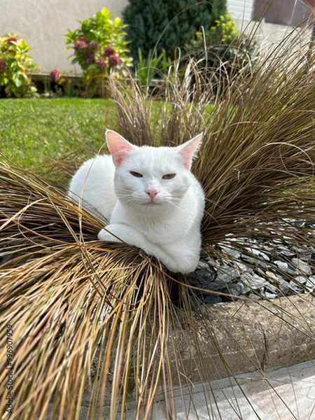 Obraz Animal / chatte blanche