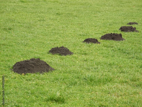 Obraz Maulwurfshügel in Wiese