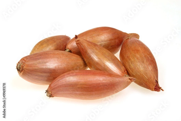 Obraz Shallot or scallion or griselle - vegetables similar to onion