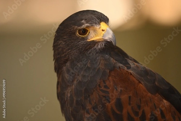 Fototapeta Harris Hawk