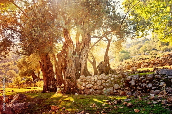 Obraz Olive trees