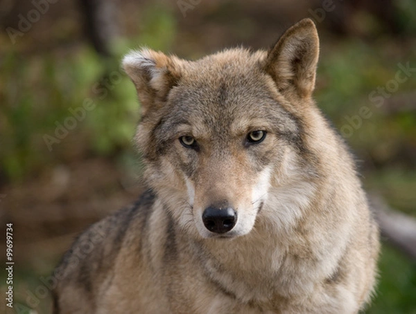 Fototapeta grey wolf close up portrait
