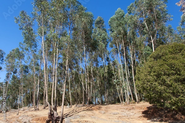 Obraz Eucalyptus forest in Ethiopia