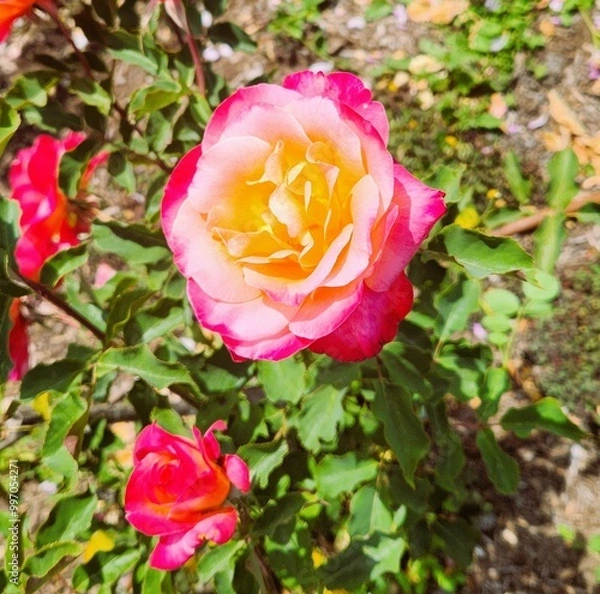 Obraz Beautiful Close Up Flower