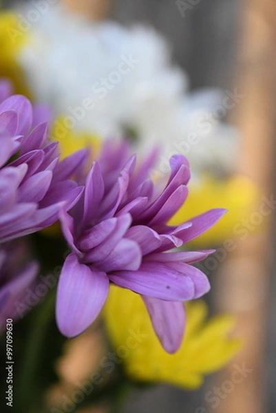 Obraz Summer Flowers