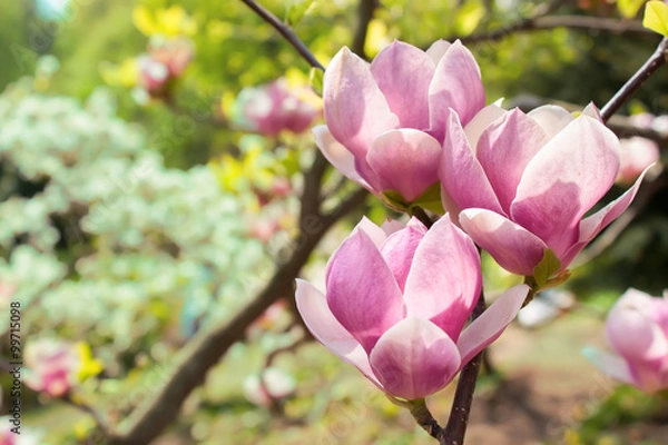 Obraz kwitnące drzewo magnolii