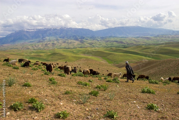 Obraz cows in the mountains