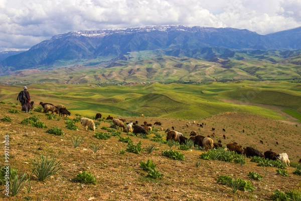 Obraz cows in the mountains