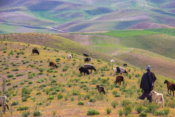 Obraz cows in the field