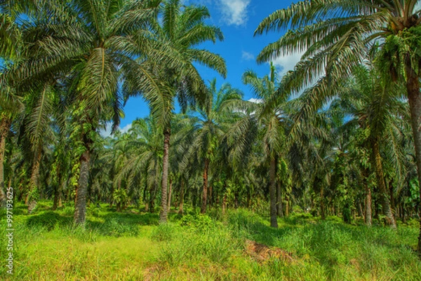 Fototapeta Palm trees path way on sunny day.