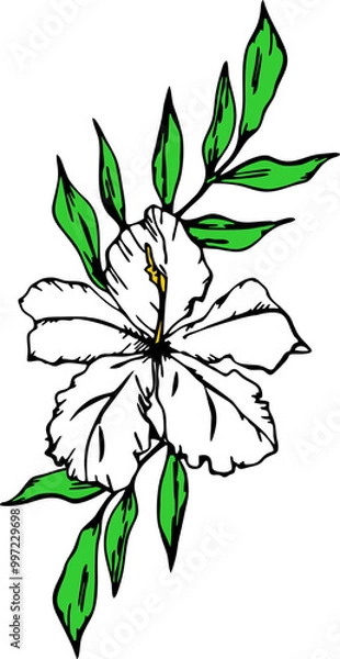 Fototapeta drawing of a branch of white flowers with a black outline on a white background, logo, art