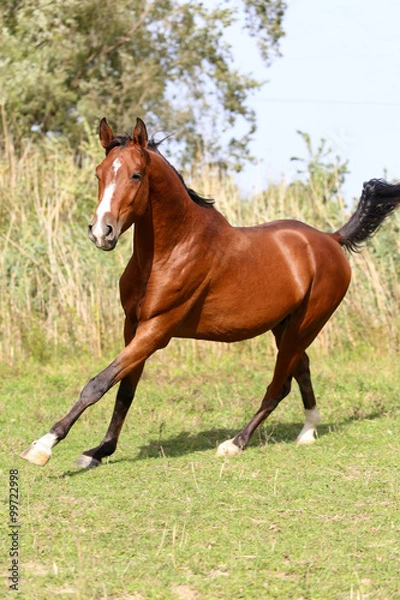 Obraz Beautiful arabian stallion galloping on summer pasture