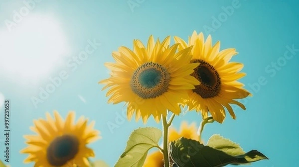 Fototapeta Bright sunflowers stand tall in the sunlight, enjoying a beautiful summer day with a clear blue sky above. Generative AI