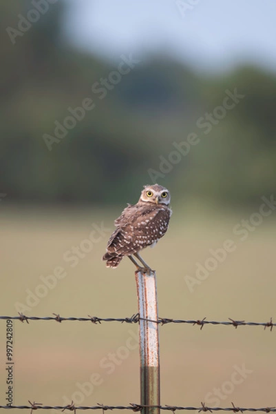 Obraz Burrowing Owl on a Metal Fence Post
