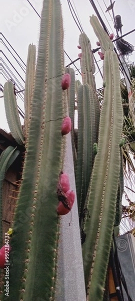 Obraz cactus cereusexagonal