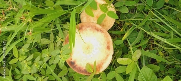 Obraz Mushroom 