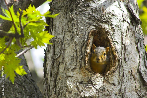 Obraz Squirrel in a tree