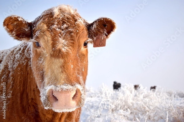 Obraz Krowa w śniegu
