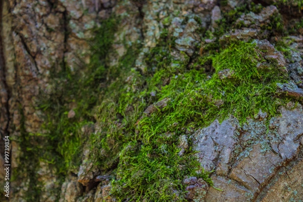 Fototapeta Abstract wood texture bark.