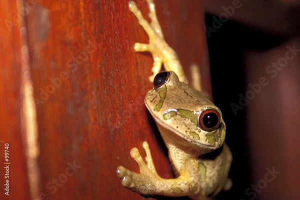 Obraz african tree frog
