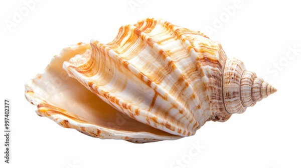 Fototapeta Beautiful seashell with intricate patterns on a white isolated background. transparent background.