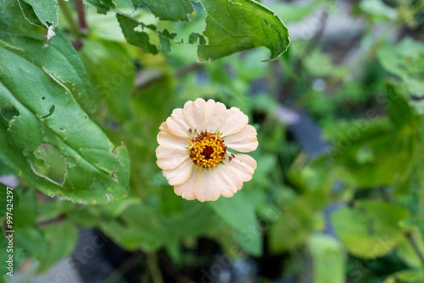 Obraz Zinnia flower