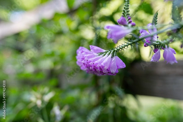 Obraz Purple flowers