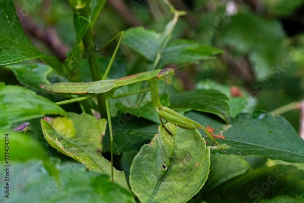Obraz Mantis on green leaves