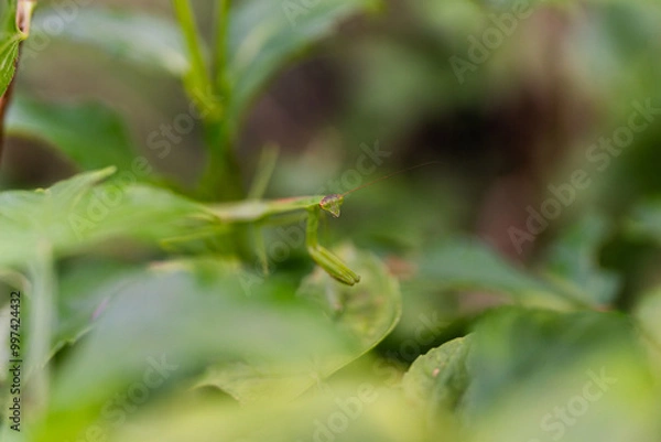Obraz Mantis on green leaves