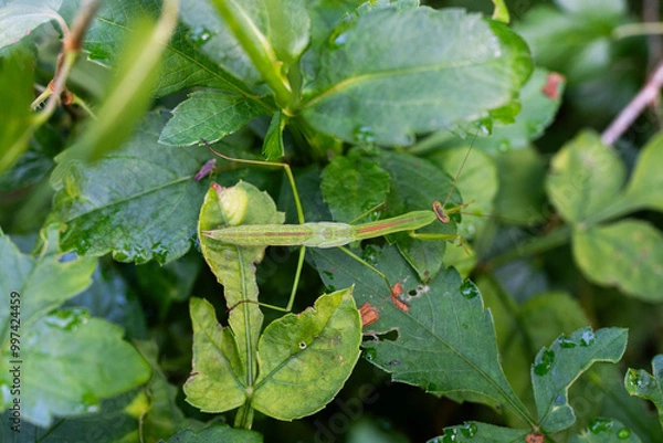 Obraz Mantis on green leaves