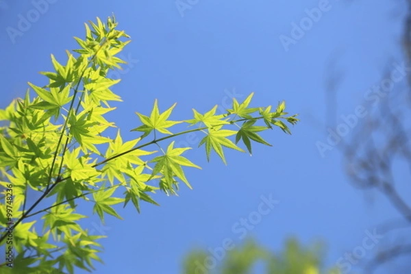 Fototapeta 青葉のモミジ