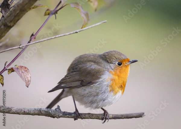 Obraz Nature background: robin