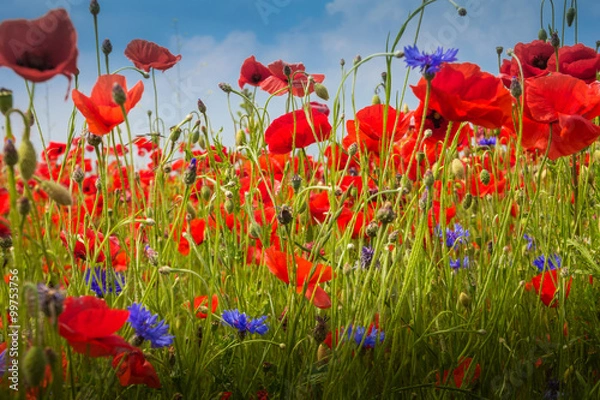 Obraz Mohnblumen - The Poppy Field