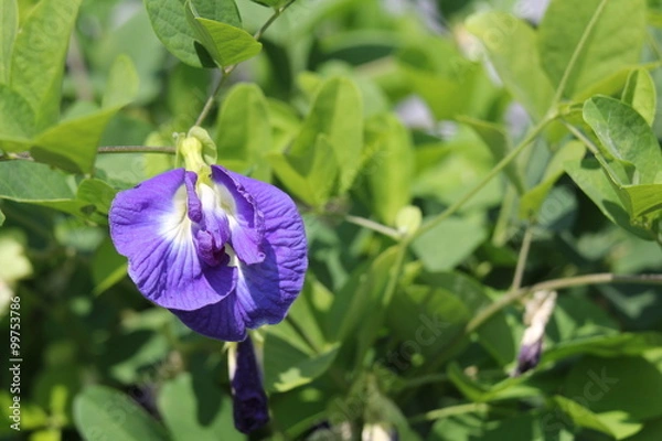 Obraz チョウマメ