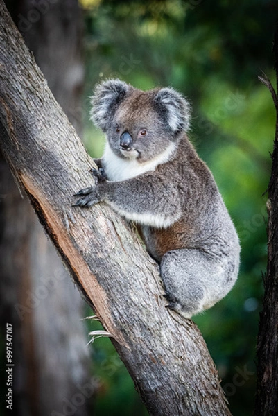 Fototapeta koala on tree trunk