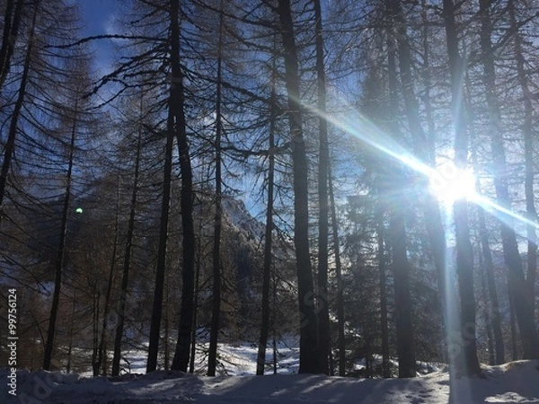 Obraz alberi in inverno