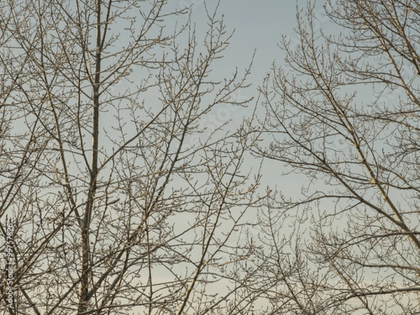 Fototapeta Кроны тополей зимой, покрытые инеем
