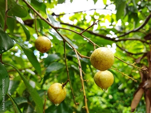 Fototapeta  Close up of longan fruit on the tree in the garden, ready to harvest in Mekong Delta Vietnam.
