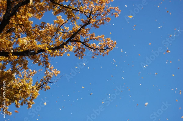 Fototapeta Yellowing leaves of the trees in autumn.