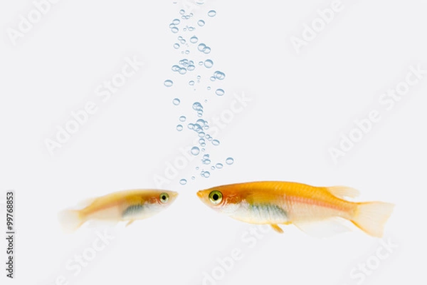 Obraz Japanese medaka