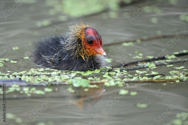 Obraz Coot (fulica)